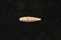 藏品(似謝氏煙管蝸牛)的圖片